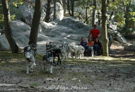 La forêt de Fontainebleau et ses multiples activités de plein air! Aujourd’hui, les chiens…