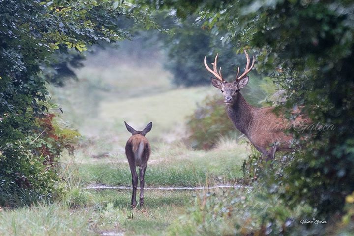 Au détour d’un chemin, la forêt de Fontainebleau. Destination romance