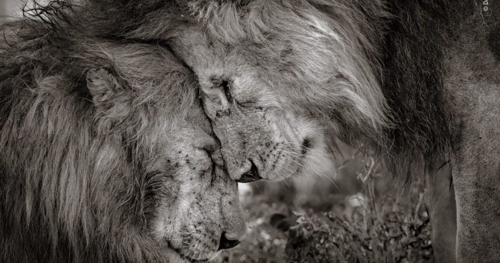 Pour les passionnés de la photographie nature