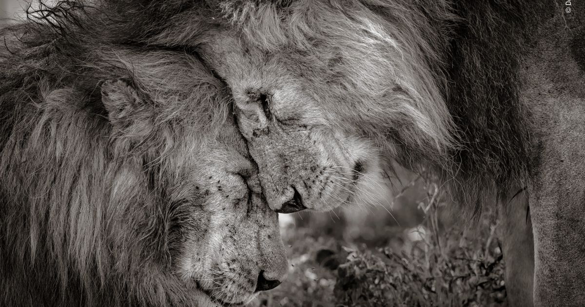 Pour les passionnés de la photographie nature