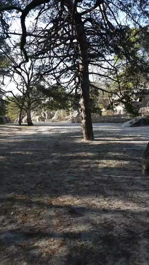 En direct de la forêt de Fontainebleau. Une