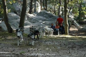 Dans un mois, les chiens de traineaux sont de retour en forêt de Fontainebleau!…