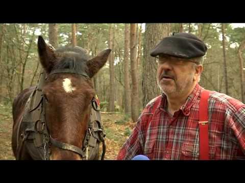 Découvrez ce beau reportage sur la forêt de #Fontainebleau, avec des chevaux utilisés pour…