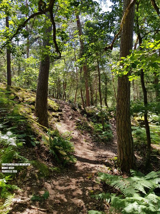 Bon week-end en forêt de Fontainebleau