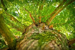 La nature vous offre sa fraîcheur en forêt de Fontainebleau, ce week-end. Avec 22…