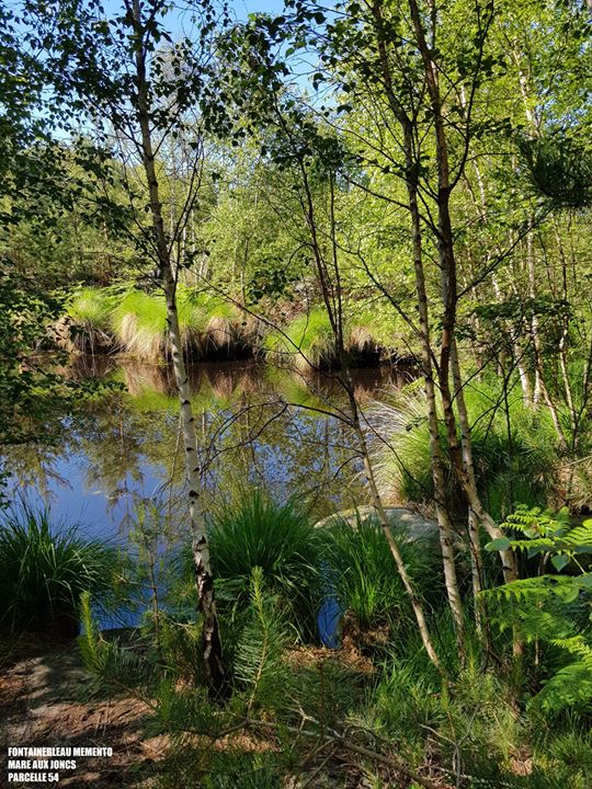 La forêt de Fontainebleau offre une extraordinaire variété de paysages. Connue pour ses chaos…