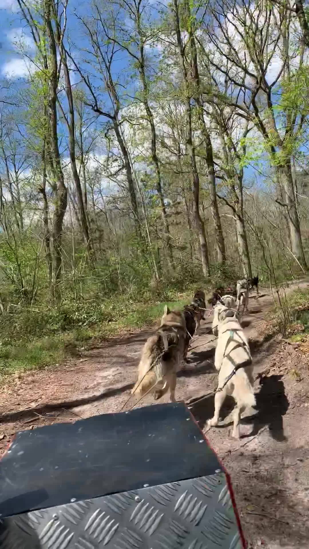 Évasion Canine souhaitait partager ce moment en forêt de Fontainebleau avec Louis Bertignac, une…