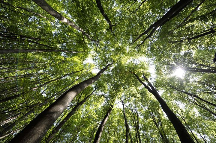 Parce que les cartes météo se mettent au rouge, Fontainebleau Tourisme vous propose un…