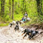 Une balade en chiens de traineaux en forêt de Fontainebleau. Une activité de pleine…