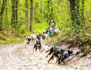 Une balade en chiens de traineaux en forêt de Fontainebleau. Une activité de pleine…