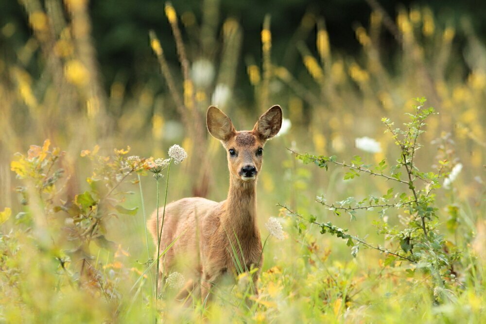 Visite guidée les animaux de la forêt