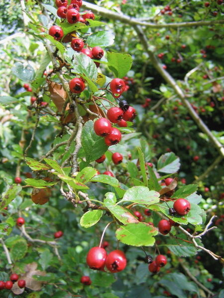 Visite en forêt sur les baies et fruits d’automne