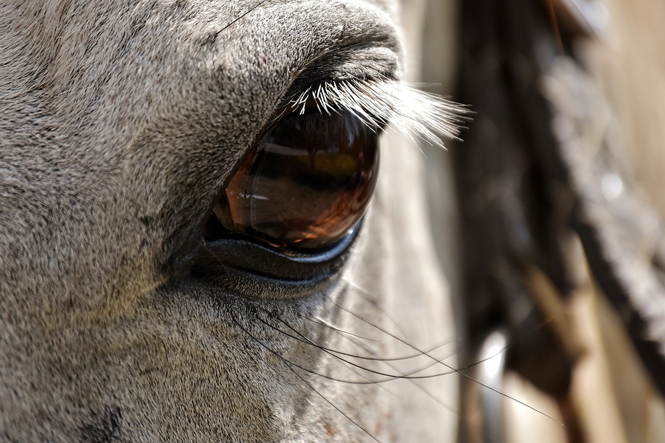 Grande Semaine de l’Élevage Poney